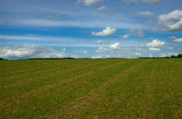 Fototapeta na wymiar Green grass field and blue cloudy sky