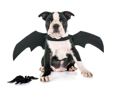 Bat Puppy Boston Terrier