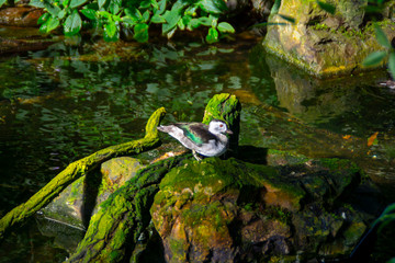 A drake sits on a moss-covered stone