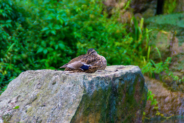 A duck sits on a stone, hiding its beak under the wing.