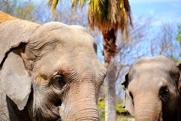 Dos elefantes © LuisGregorio