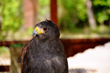 águila mirando fijamente