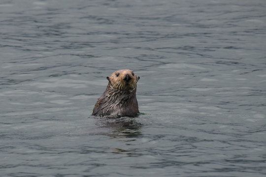 Neugieriger Seeotter - Die meiste Zeit des Tages verbringen die Seeottern  auf dem R&uuml;cken schwimmend auf dem Meer