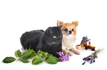 alternative medicine for pet
