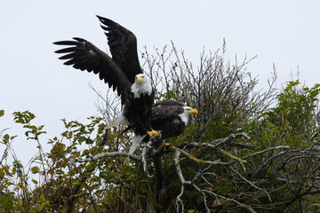 Obraz premium Beim Abflug - Ein Paar von Weisskopfseeadlern, dem Wappentier der USA, an der Küste von Katmai