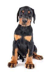 puppy Doberman Pinscher