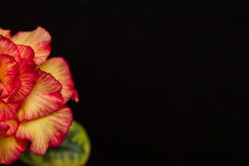 Naklejka premium Pretty flower rose or adenium on black background with copy space. Usefull concept for greeting card, woman day. Close up. Selective focus on petals.