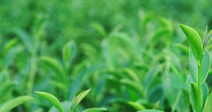 Track shot of top fresh raw organic lush green tea leaf in plantation field farm