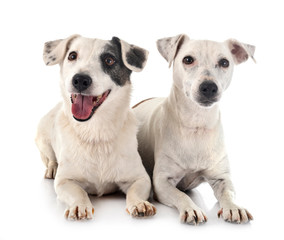 jack russel terriers