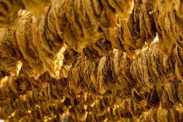 Cigar tobacco leaves drying in the shed, hanging in a barn on a plantation. Selective focus.