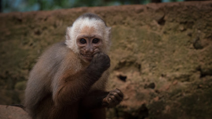 Un macaque tire la grimace