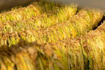 Cigar tobacco leaves drying in the shed, hanging in a barn on a plantation. Selective focus.