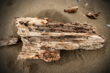 Close-up of a driftwood (piece of wood) on the shore of a sea beach