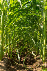A tunnel of corn plant. Organic corn field at agriculture farm.