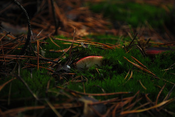 moss and the mushroom in the forest