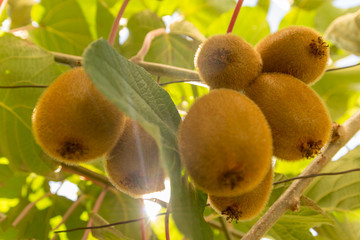 Fresh kiwi fruit growing on a branch of a tree.