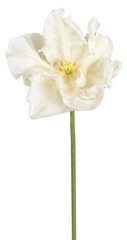 tulip flower isolated