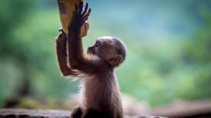 Un macaque s'amuse avec une canette