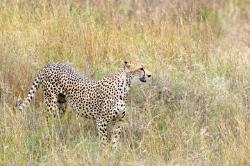 Safari Tanzania