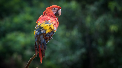 Un perroquet coloré dans la jungle