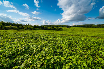 Fototapeta na wymiar fresh green Soybean field hills, waves with beautiful sky