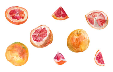 Set of watercolor hand drawn pink grapefruits. Isolated eco natural food fruits illustration on white background.Slice of grapefruit drawing by watercolor