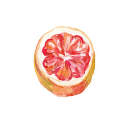 Watercolor hand drawn pink grapefruits. Isolated eco natural food fruits illustration on white background.Slice of grapefruit drawing by watercolor