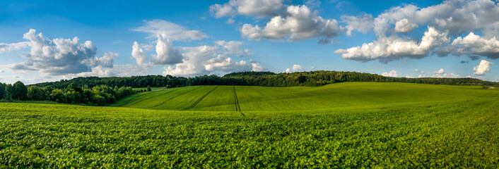 fresh green Soybean field hills, waves with beautiful sky