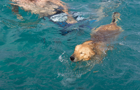 Labrador dog swimming in sea blue water funny happiness concept picture 