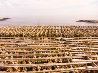 Cod stockfish drying on racks, Lofoten islands Norway