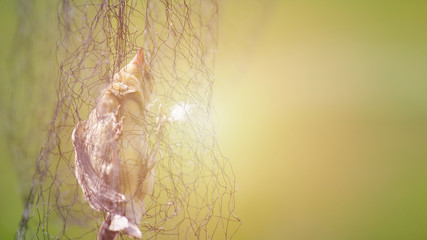 Birds are stuck in the net ,the environmentalist frees the bird from the net.Saving bird.