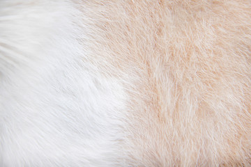 Fur cat texture white and brown  patterns abstract for nature animal background