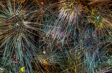 fish Market Background Sea urchin