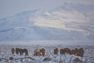 Islandic Horses in winter, Iceland