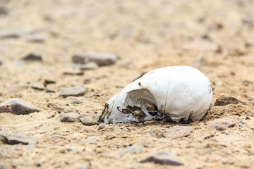 Skull of a sea lion in the sand, Skeleton Coast, Namibia, Africa