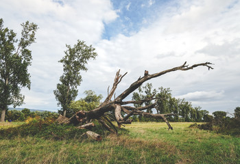 umgestürtzter Baum