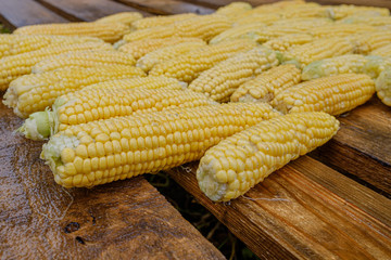 Wet washed corncobs lie on rough wet wooden boards. Harvest crop. Appetizing ripe sweet corn.