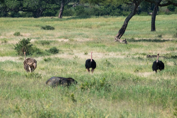 Fototapeta premium Safari Tanzania
