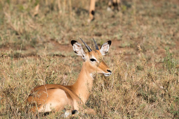 Safari Tanzania