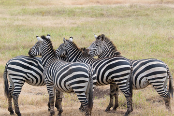 Fototapeta na wymiar Safari Tanzania