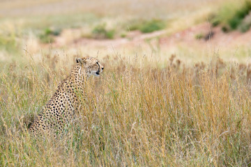 Safari Tanzania
