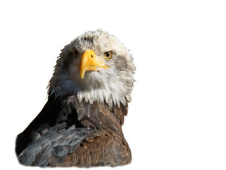 Weißkopfseeadler (Haliaeetus leucocephalus), freigestellt