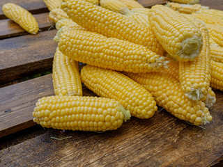 Wet washed corncobs lie on rough wet wooden boards. Harvest crop. Appetizing ripe sweet corn.