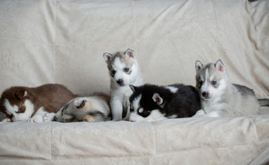 Husky puppies, two months old