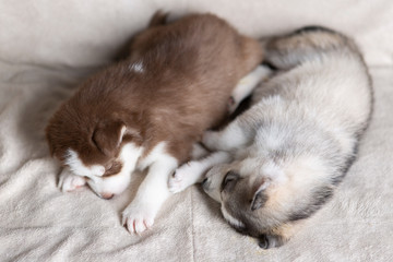 Husky puppies, two months old