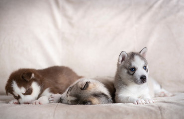 Husky puppies, two months old
