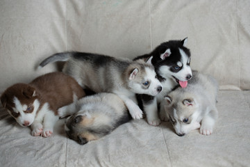 Husky puppies, two months old