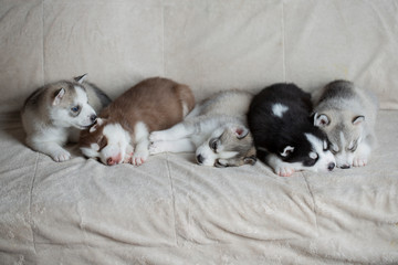 Husky puppies, two months old