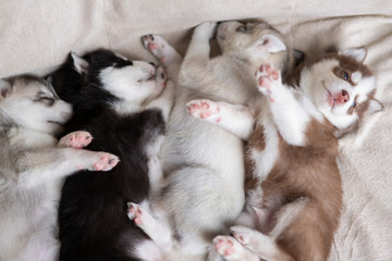 Husky puppies, two months old