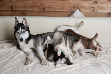 Husky puppies with mom